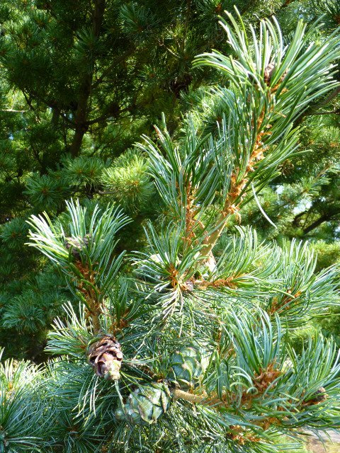 Pinus parviflora feuille
